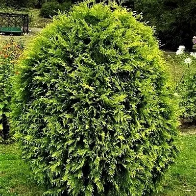 Туя ТИП ТОП западная  Туя ТИП ТОП западная в Пензе