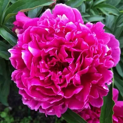 Пион КАРЛ РОЗЕНФЕЛЬД травянистый  Пион КАРЛ РОЗЕНФЕЛЬД травянистый в Пензе