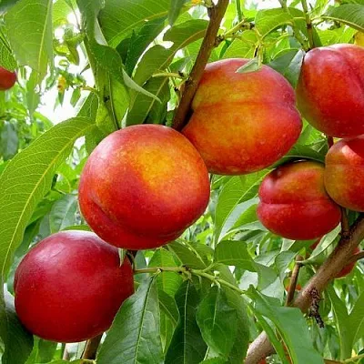 Нектарин ХАРБЛЕЙЗ  Нектарин ХАРБЛЕЙЗ в Пензе