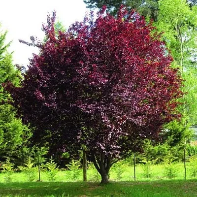 Слива НИГРА растопыреная   Слива НИГРА растопыреная  в Пензе