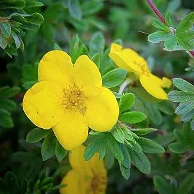 Лапчатка ГОЛДСТАР кустарниковая  Лапчатка ГОЛДСТАР кустарниковая в Пензе