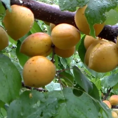 Абрикос МАНИТОБА — описание сорта Абрикос МАНИТОБА в Пензе