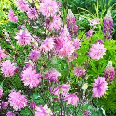 Аквилегия БАРЛОУ ПИНК гибрид МакКаны — описание сорта Аквилегия БАРЛОУ ПИНК гибрид МакКаны в Пензе