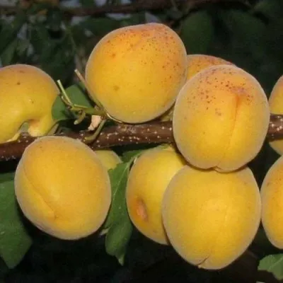 Абрикос ДЕСЕРТНЫЙ ГОЛУБЕВА — описание сорта Абрикос ДЕСЕРТНЫЙ ГОЛУБЕВА в Пензе