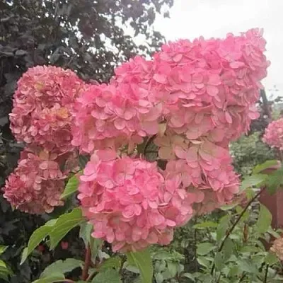 Гортензия АМАРИН метельчатая  Гортензия АМАРИН метельчатая в Пензе