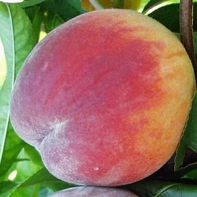 Персик ТОП СВИТ  Персик ТОП СВИТ в Пензе