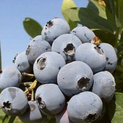 Голубика ЦУКЕР ТРАУБЕ  Голубика ЦУКЕР ТРАУБЕ в Пензе