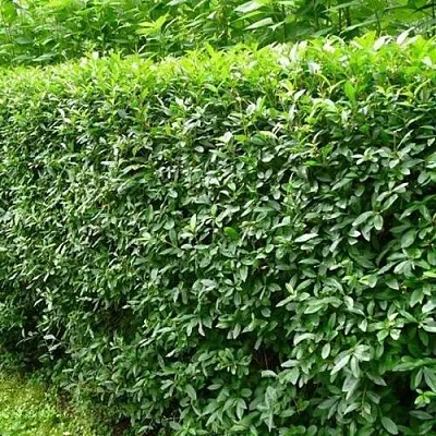 Бирючина обыкновенная  Бирючина обыкновенная в Пензе