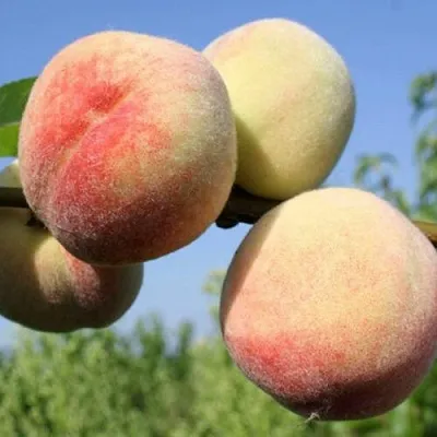 Персик ДОНЕЦКИЙ БЕЛЫЙ  Персик ДОНЕЦКИЙ БЕЛЫЙ в Пензе