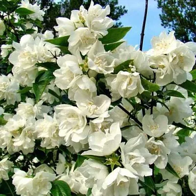 Жасмин ДЕНИСКИНЫ РАССКАЗЫ  Жасмин ДЕНИСКИНЫ РАССКАЗЫ в Пензе