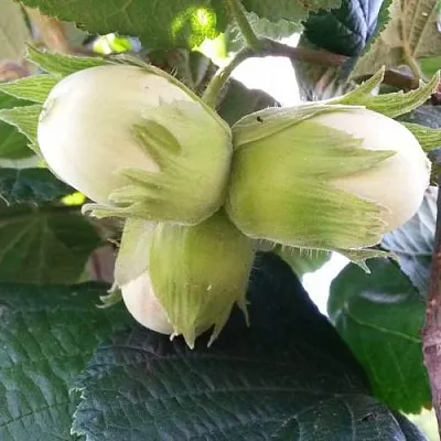 Фундук ЮННАТ в Пензе