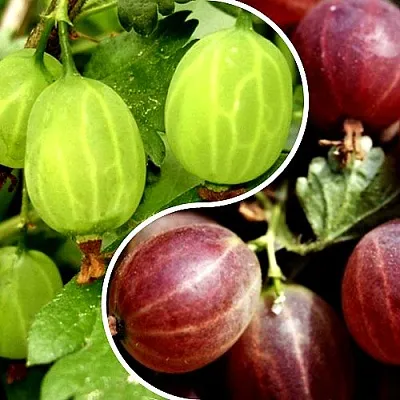 Комплект СКАЗКА в Пензе