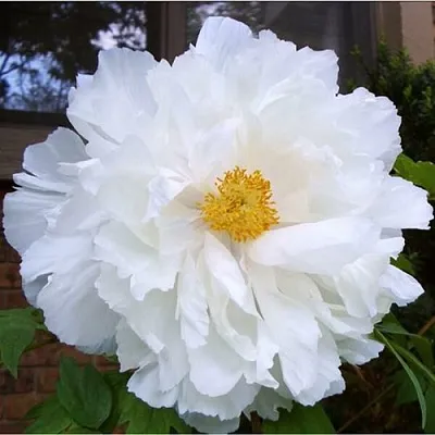 Пион БЕЛЫЙ НЕФРИТ древовидный в Пензе