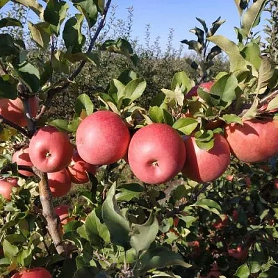Яблоня ЧЕМПИОН РЕНО  Яблоня ЧЕМПИОН РЕНО в Пензе