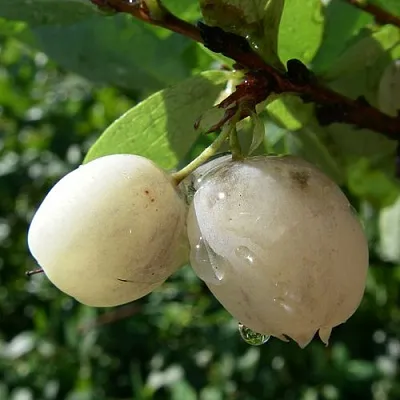 Голубика СНЕГУРОЧКА  Голубика СНЕГУРОЧКА в Пензе