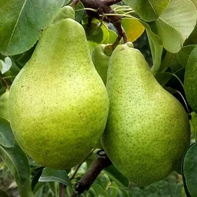 Груша НОЯБРЬСКАЯ ЗИМНЯЯ в Пензе