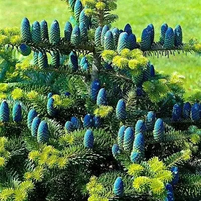 Пихта корейская   Пихта корейская  в Пензе