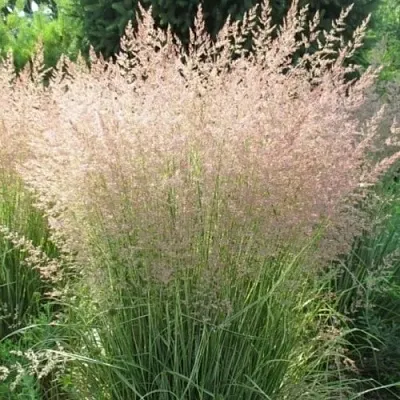 Вейник ОВЕРДАМ остроцветковый в Пензе