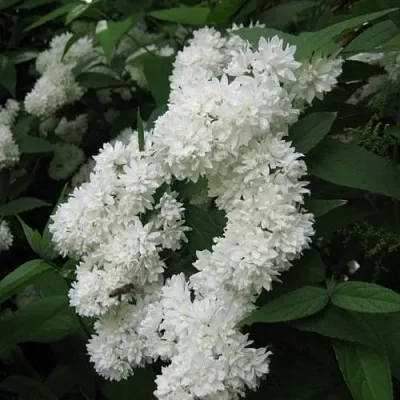 Дейция КАНДИДИССИМА шершавая  Дейция КАНДИДИССИМА шершавая в Пензе