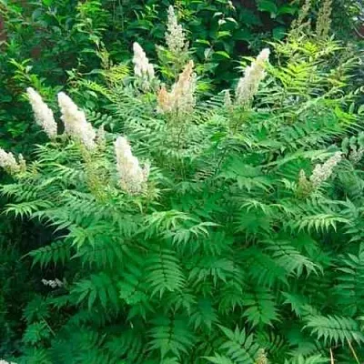 Рябинник рябинолистный СЭМ  Рябинник рябинолистный СЭМ в Пензе