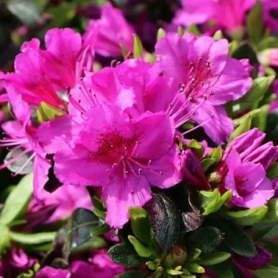 Азалия КЕНИГШТАЙН японская  Азалия КЕНИГШТАЙН японская в Пензе