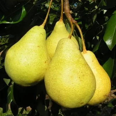 Груша ВИЛИЯ  Груша ВИЛИЯ в Пензе