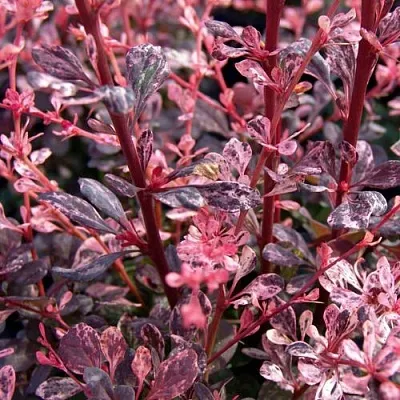 Барбарис АРЛЕКИН тунберга в Пензе