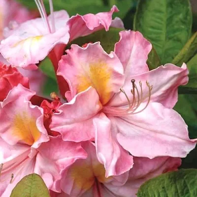 Азалия СЕССИЛЬ листопадная  Азалия СЕССИЛЬ листопадная в Пензе