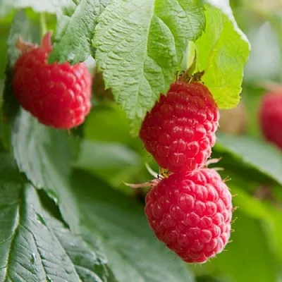 Малина МАРАВИЛЛА  Малина МАРАВИЛЛА в Пензе