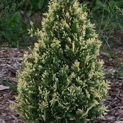 Туя БРАБАНТ ВАРИЕГАТТА западная  Туя БРАБАНТ ВАРИЕГАТТА западная в Пензе