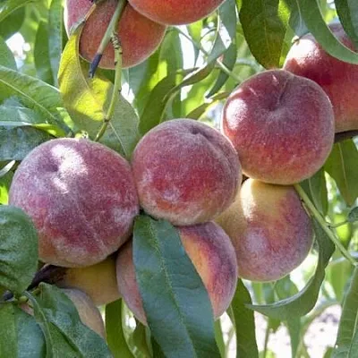 Персик ЗАРМЕНЮ  Персик ЗАРМЕНЮ в Пензе