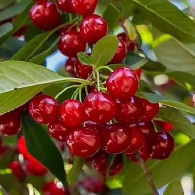 Вишня ГИРЛЯНДА в Пензе