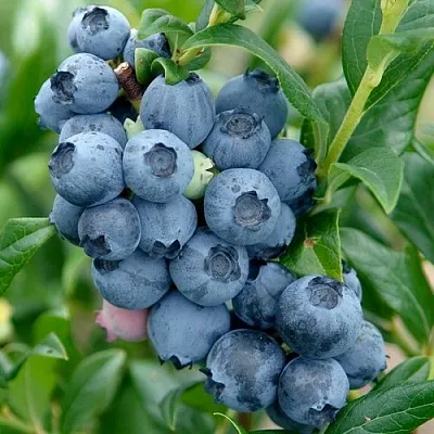 Голубика ХАРДИБЛЮ  Голубика ХАРДИБЛЮ в Пензе