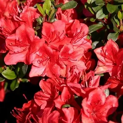 Азалия ФРИДОЛАЙН японская  Азалия ФРИДОЛАЙН японская в Пензе