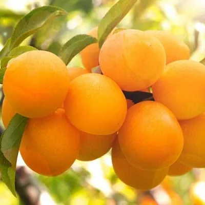 Слива МАРА  Слива МАРА в Пензе