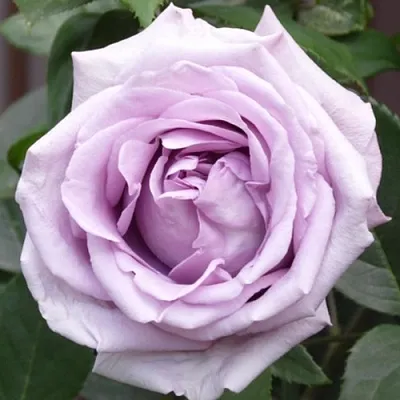 Саженцы роз ИНДИГОЛЕТТА плетистая  Саженцы роз ИНДИГОЛЕТТА плетистая в Пензе