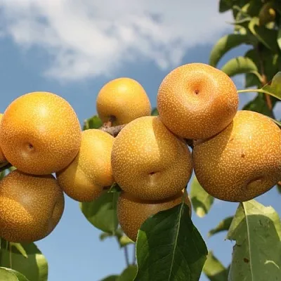 Груша азиатская  Груша азиатская в Пензе