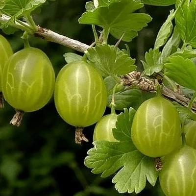 Крыжовник УРАЛЬСКИЙ БЕСШИПНЫЙ  Крыжовник УРАЛЬСКИЙ БЕСШИПНЫЙ в Пензе