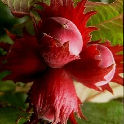 Фундук БАГРЯНЕЦ в Пензе