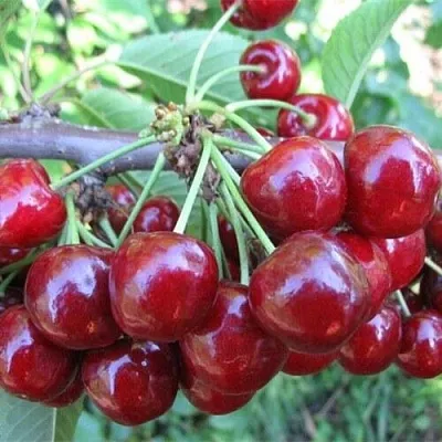 Вишня ДЕСЕРТНАЯ МОРОЗОВОЙ в Пензе