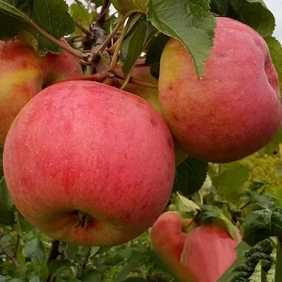 Яблоня БОЛОТОВСКОЕ  Яблоня БОЛОТОВСКОЕ в Пензе