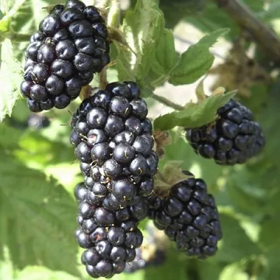 Ежемалина МАРИОН  Ежемалина МАРИОН в Пензе