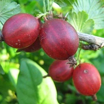 Крыжовник ЩЕДРЫЙ  Крыжовник ЩЕДРЫЙ в Пензе