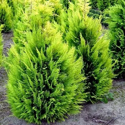 Кипарисовик ИВОНЕ лавсана в Пензе