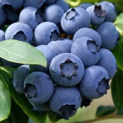 Голубика СПАРТАН  Голубика СПАРТАН в Пензе