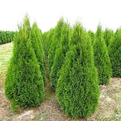 Туя СМАРАГД западная  Туя СМАРАГД западная в Пензе