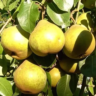 Груша ПЛАТОНОВСКАЯ  Груша ПЛАТОНОВСКАЯ в Пензе