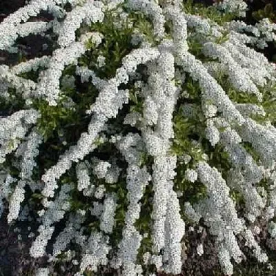 Спирея АРГУТА  Спирея АРГУТА в Пензе