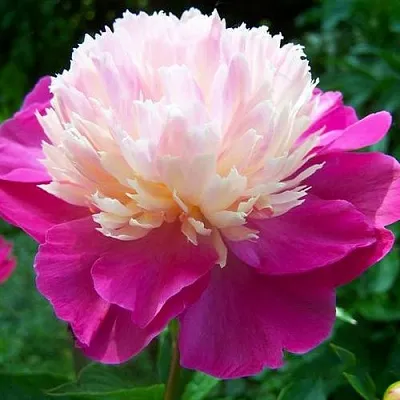 Пион ГЕЙ ПАРИ травянистый  Пион ГЕЙ ПАРИ травянистый в Пензе