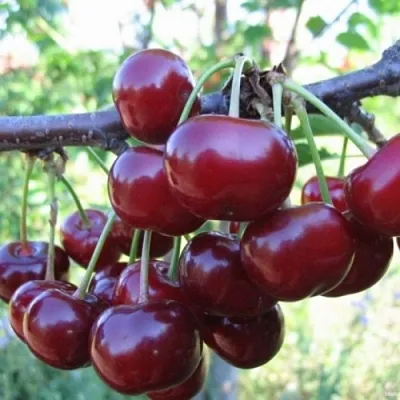 Вишня НОРД СТАР в Пензе